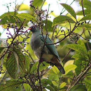 Jambu Fruit Dove (Ptilinopus jambu)