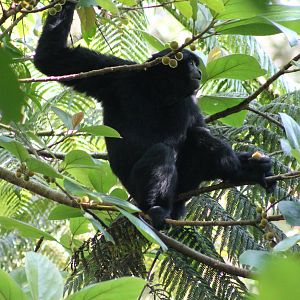 Siamang (Symphalangus syndactylus)