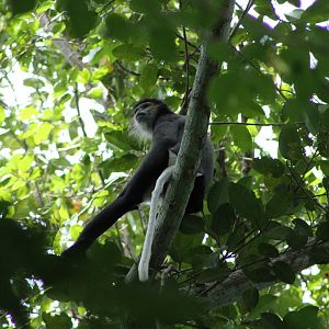 Black-shanked Douc (Pygathrix nigripes)
