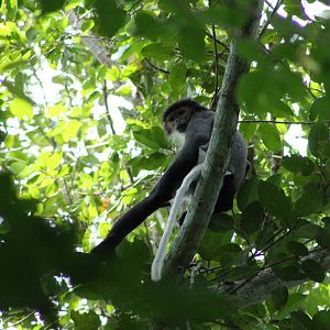 Black-shanked Douc (Pygathrix nigripes)