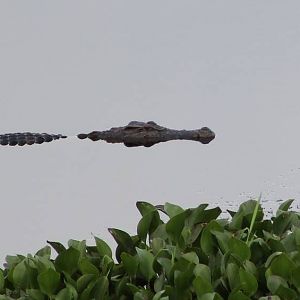 Siamese Crocodile (Crocodylus siamensis)