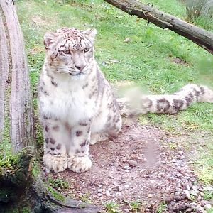 Snow Leopard