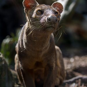 Fosa / fossa : RSCC : 28 Aug 2015