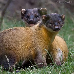 Yellow-throated marten : RSCC : 28 Aug 2015