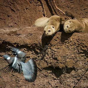 Giant otter : RSCC : 28 Aug 2015