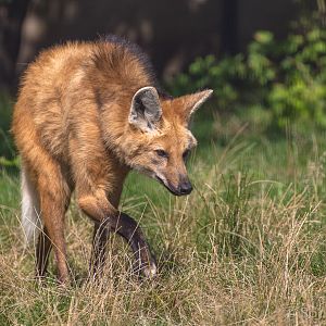 Maned wolf : RSCC : 28 Aug 2015