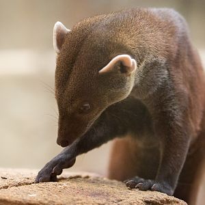 Vontsira / ring-tailed mongoose : RSCC : 28 Aug 2015