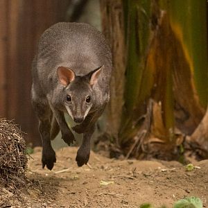 Dusky pademelon : RSCC : 28 Aug 2015