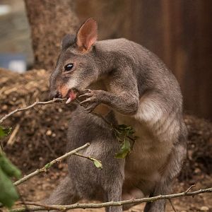 Dusky pademelon : RSCC : 28 Aug 2015