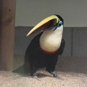 Is this subspecies inca?