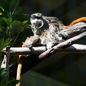 Emperor Tamarins