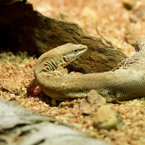 Dampier Peninsula Monitor