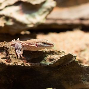 Dampier Peninsula Monitor