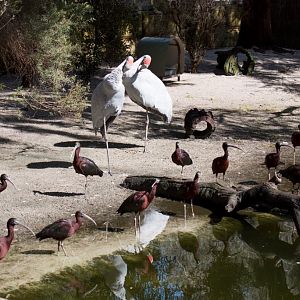 Brolgas and Glossy Inis