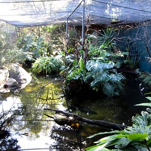 Interior of Tropical Aviary