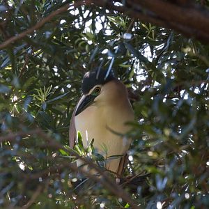 Nankeen Night-heron - wild bird