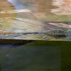 Merton's Water Monitor
