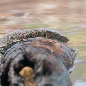 Merton's Water Monitor