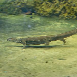 Merton's Water Monitor