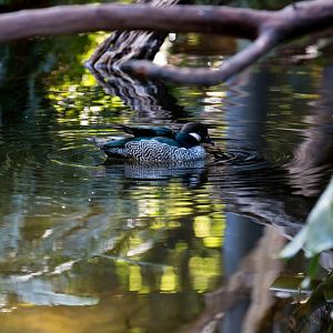 Green Pygmy Goose