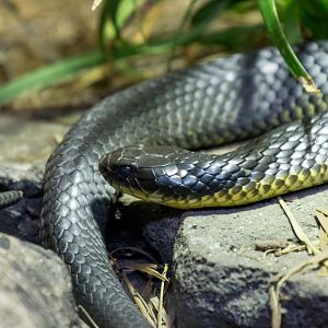 Western Tiger Snake