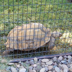 8/8/2015 - African Spurred Tortoise