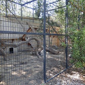 8/8/2015 - Coatimundi Exhibit