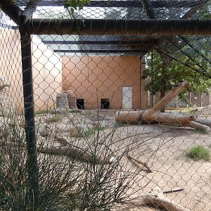 8/8/2015 - American Black Bear Exhibit