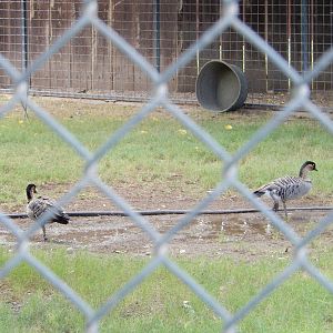 8/8/2015 - Hawaiian Nenes