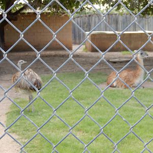 8/8/2015 - Rhea and Guanaco