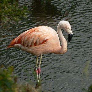 Chilean Flamingo