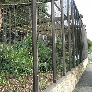 Greater Vasa Parrot Aviary