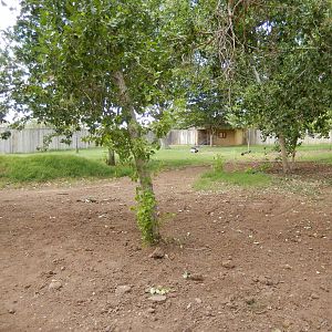 8/8/2015 - African Crowned Crane/Reeve's Muntjac/Female Indian Peafowl Habi