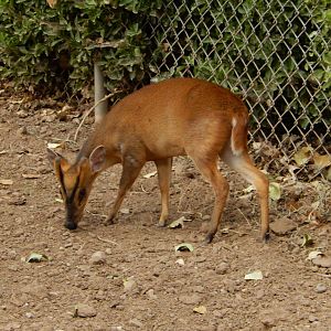 8/8/2015 - Reeve's Muntjac