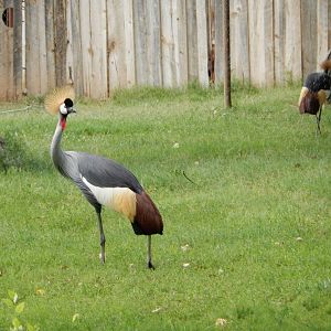 8/8/2015 - African Crowned Crane