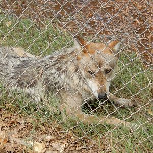 8/8/2015 - Mexican Gray Wolf