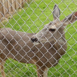 8/8/2015 - Mule Deer