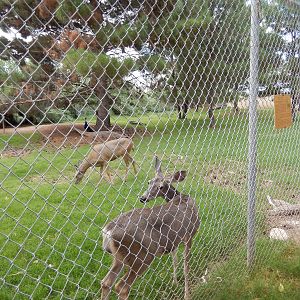 8/8/2015 - Mule Deer/Male Indian Peafowl Exhibit