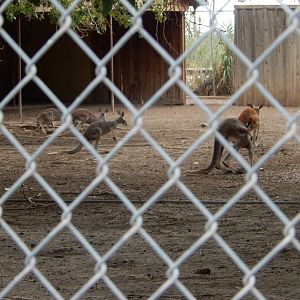 8/8/2015 - Red Kangaroo Mob