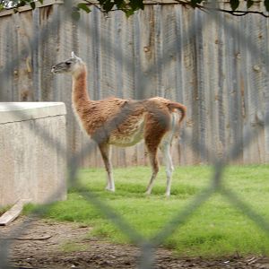 8/8/2015 - Guanaco