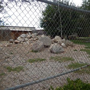 8/8/2015 - Markhor/Hawaiian Nene Exhibit