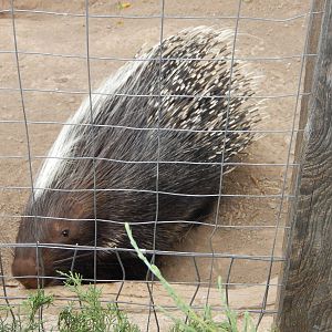8/8/2015 - African Crested Porcupine