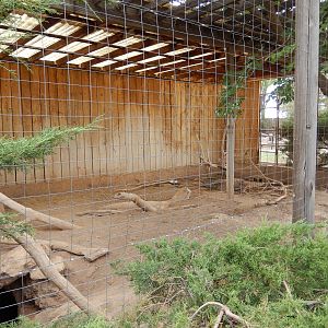 8/8/2015 - African Crested Porcupine Enclosure