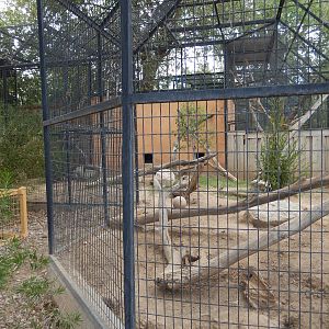 8/8/2015 - Red Fox Exhibit