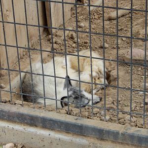 8/8/2015 - Red Fox? (White Variant?)