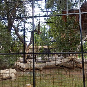 8/8/2015 - Bald Eagle Aviary
