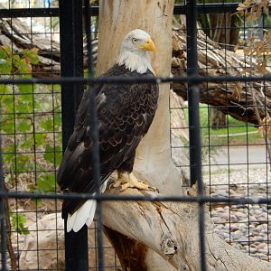 8/8/2015 - Bald Eagle