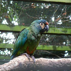 Illiger's Macaw