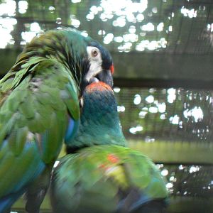 Illiger's Macaw Feeding Young Macaw