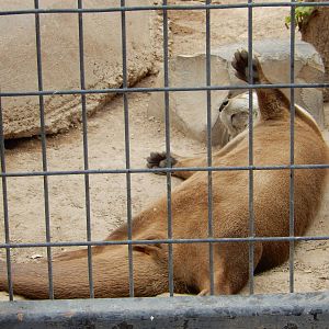 8/8/2015 - Dozing Otter